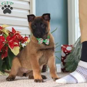 Honey, Belgian Malinois Puppy